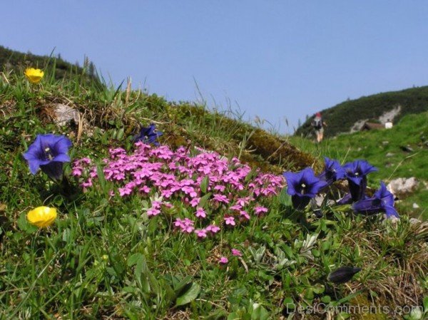 Extraordinary Gentiana Clusii Flowers