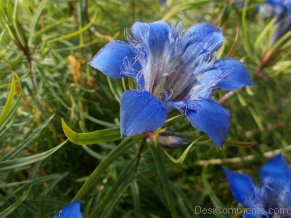 Extraordinary Gentiana Paradoxa