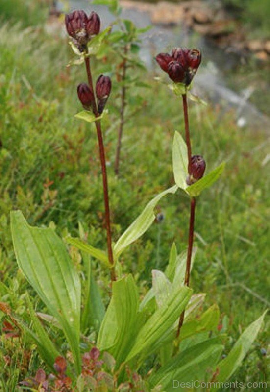 Extraordinary Gentiana Purpureaaaj206DC0205