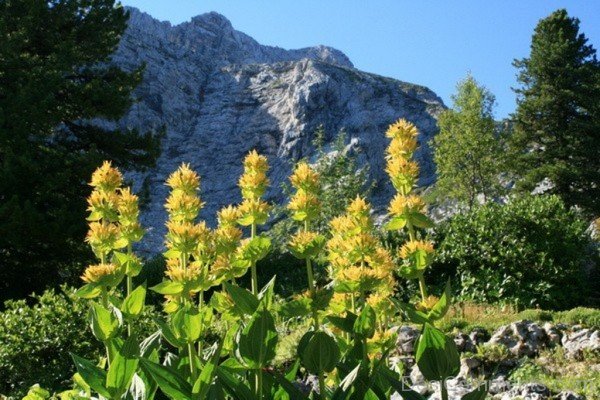 Extraordinary Giant Yellow Gentian Flowers-jha305D9DC20