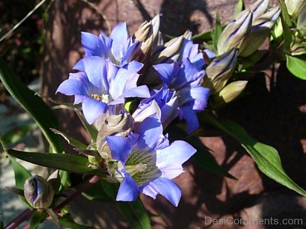 Extraordinary Japanese Gentian Flowers-jkh606DC0D24