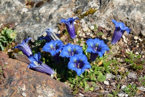 Extraordinary Pyrenean Trumpet Gentian Flowers