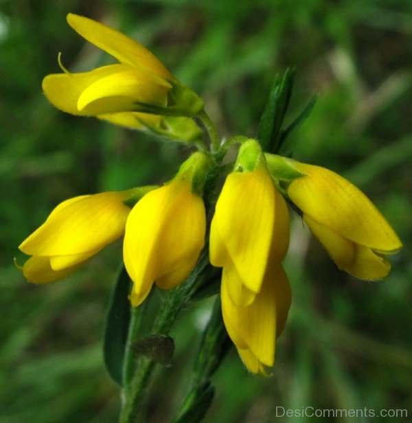 Extraordinary Spanish Gorse Flowers