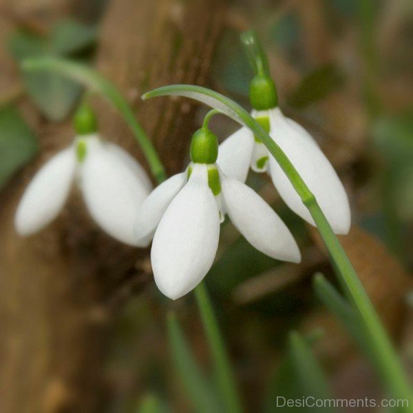 Extraoridinary Elwes’s Snowdrop Flowers