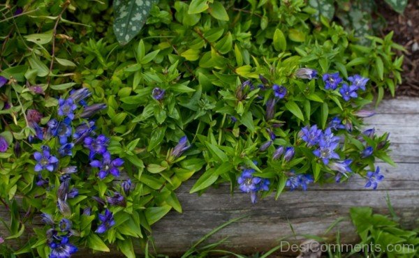 Fabulous Crested Gentian Flowers