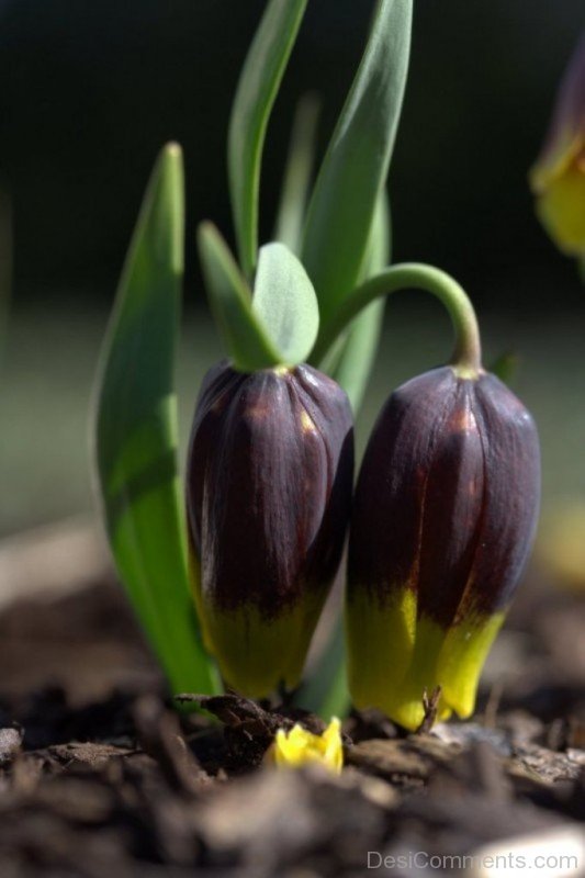 Fabulous Fritillaria Michailovskyl Flowers