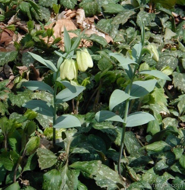 Fabulous Fritillaria Pallidiflora Flowers