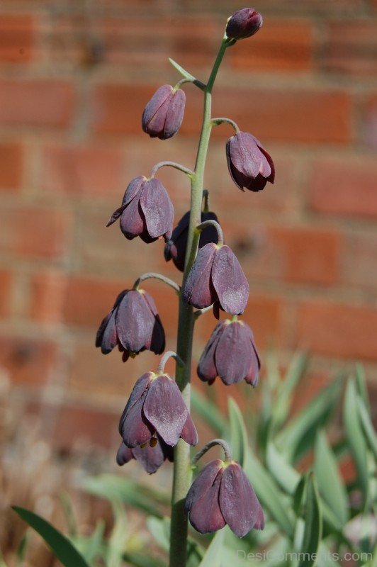 Fabulous Fritillaria Persica Flowers