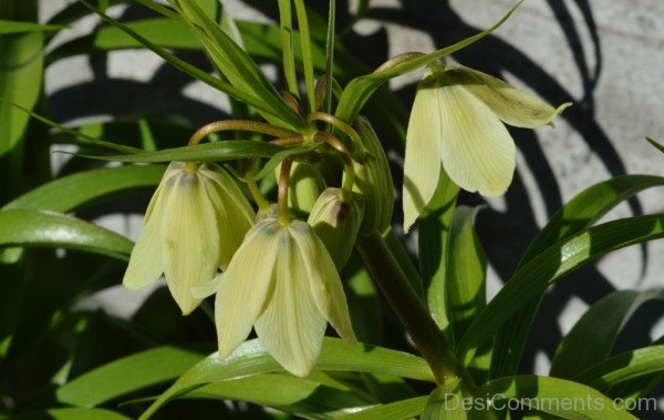 Fabulous Fritillaria Raddeana Flowers