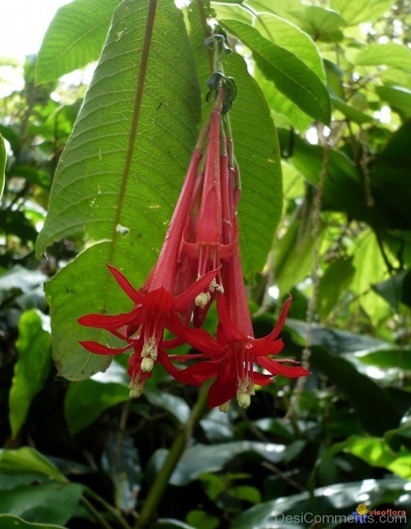 Fabulous Fuchsia Boliviana Flowers-bgh5606DCDESI25