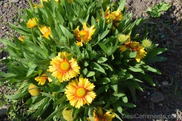 Fabulous Gaillardia X Grandiflora Flowers