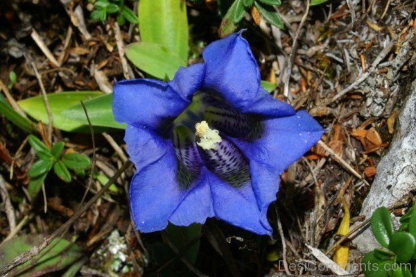 Fabulous Gentiana Clusii-YUP906DC9831