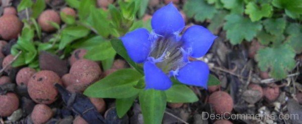 Fabulous Gentiana Paradoxa