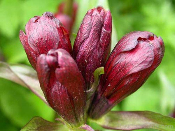 Fabulous Gentiana Purpurea