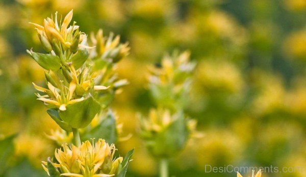 Fabulous Giant Yellow Gentian