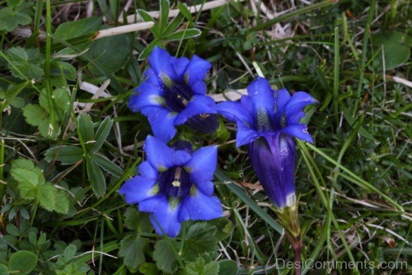 Fabulous Pyrenean Trumpet Gentian Flowers-nba506DC0914