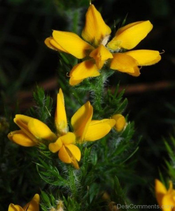 Fabulous Spanish Gorse Flowers-gta506DC00202