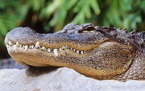 Face Of Alligator-db047