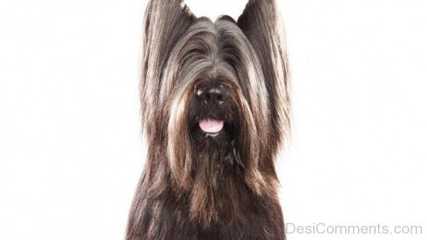 Face Of Briard-id051