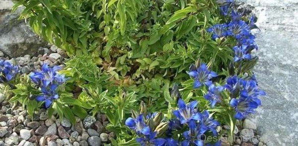 Famous Crested Gentian Flowers