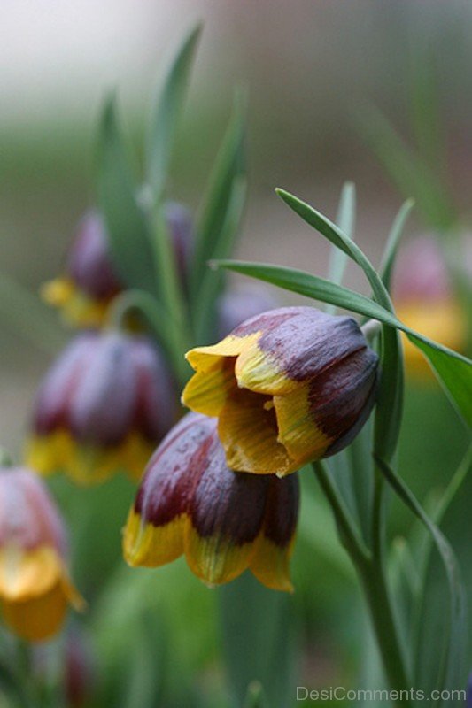 Famous Fritillaria Michailovskyl Flowers