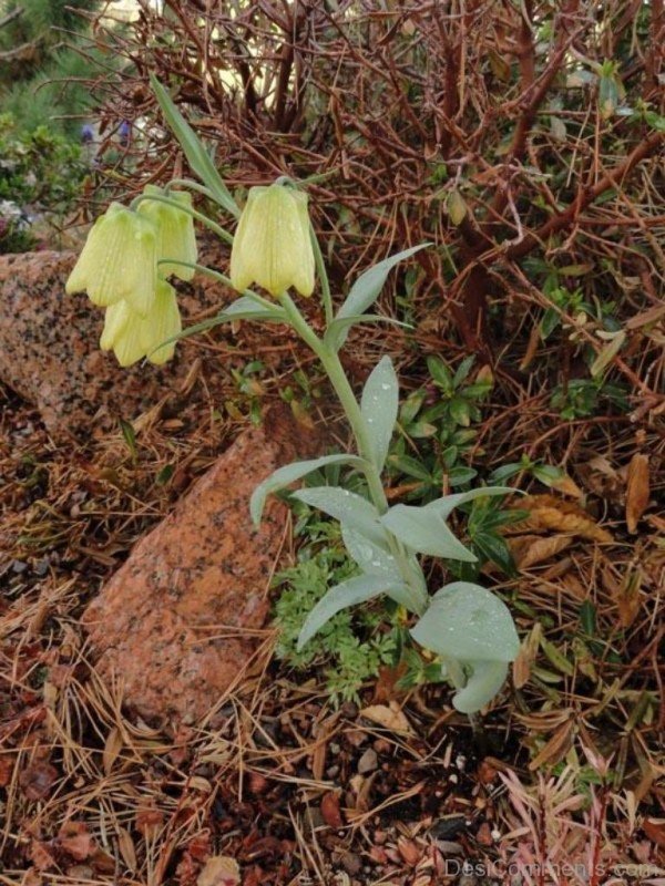 Famous Fritillaria Pallidiflora Flowers