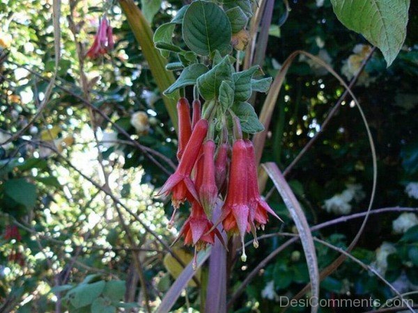 Famous Fuchsia Boliviana Flowers-bgh5607DCDESI08