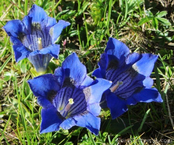 Famous Gentiana Clusii Flowers-YUP907DC9824