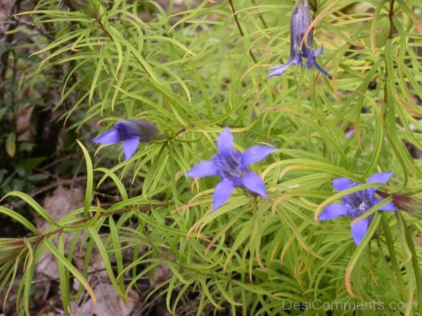 Famous Gentiana Paradoxa-ghi607DC0106