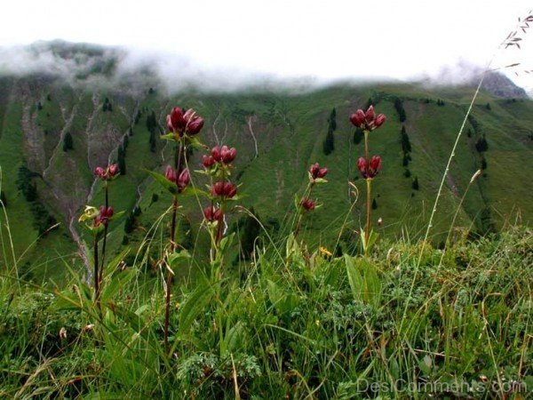 Famous Gentiana Purpurea