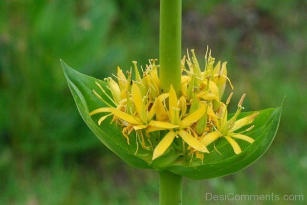 Famous Giant Yellow Gentian