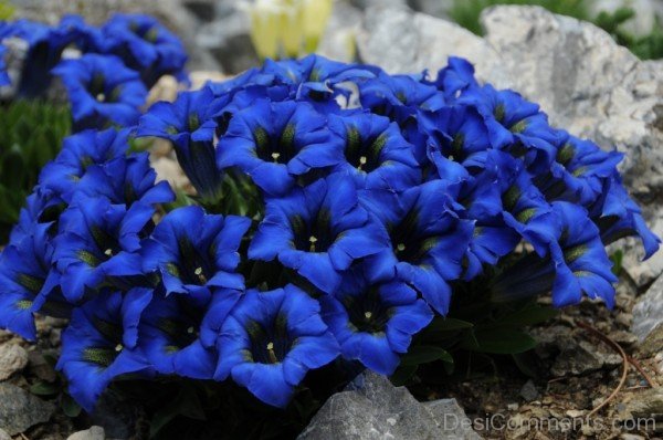 Famous Pyrenean Trumpet Gentian Flowers