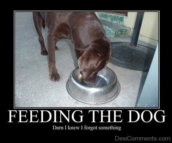 Feeding The Dog