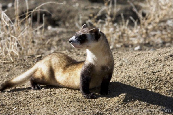 Ferret In Field