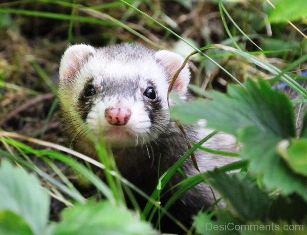 Ferret In Forest