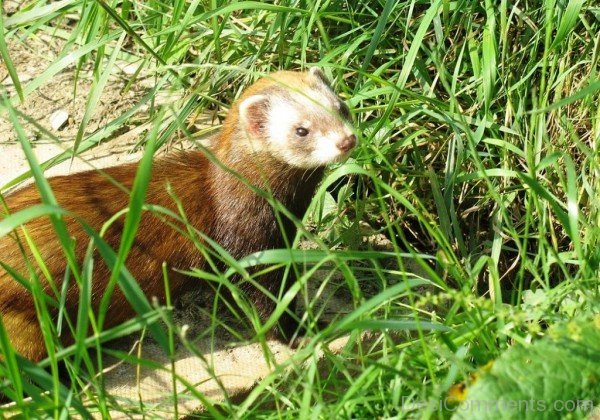 Ferret In Grass