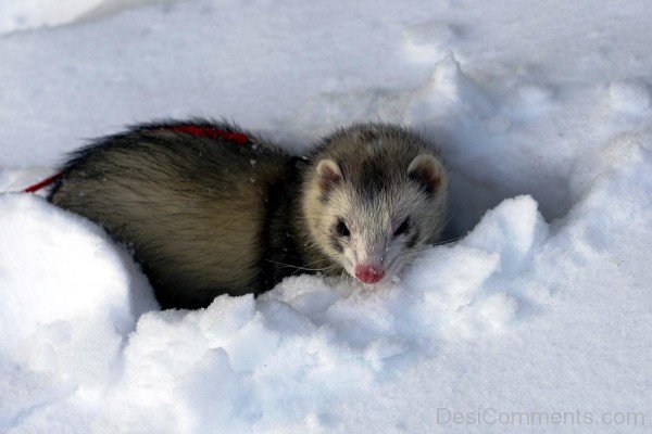 Ferret In Snow