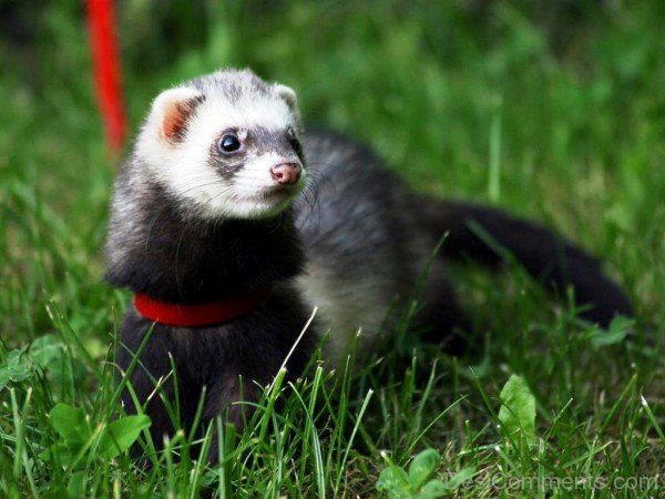 Ferret On Grass