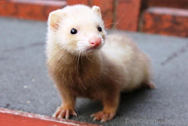 Ferret On Road-desi14