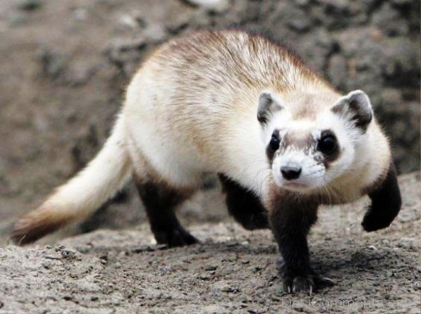 Ferret On Sand-desi15