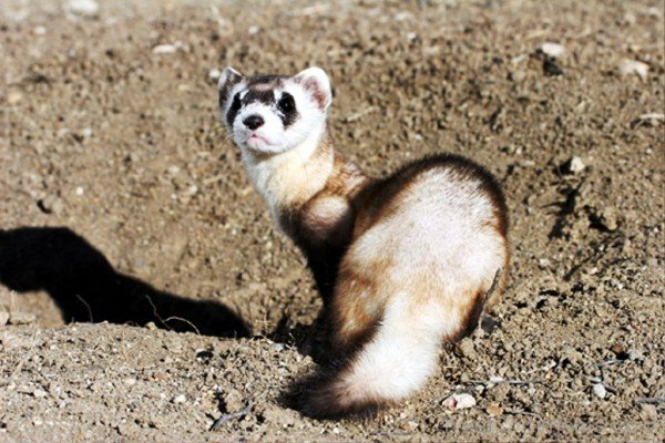 Ferret Photo