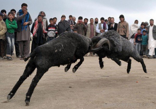 Fighting Black Ram Animal