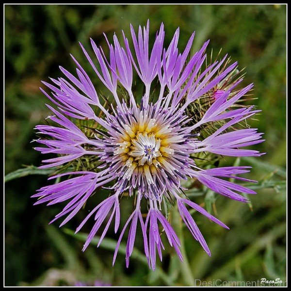 Frame Picture Of Galactites Tomentosa