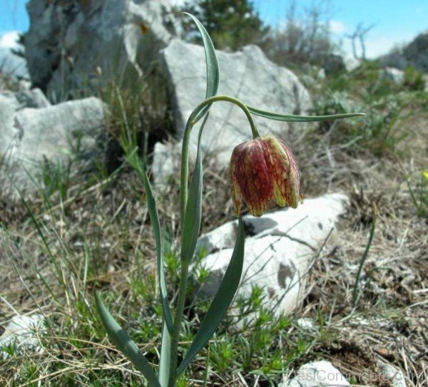 Fritillaria Montana Image