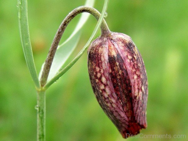 Fritillaria Montana Photo