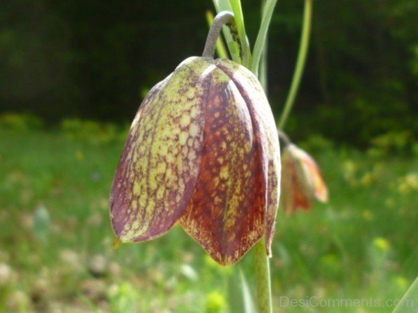 Fritillaria Montana Picture