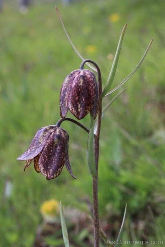 Fritillaria Montana