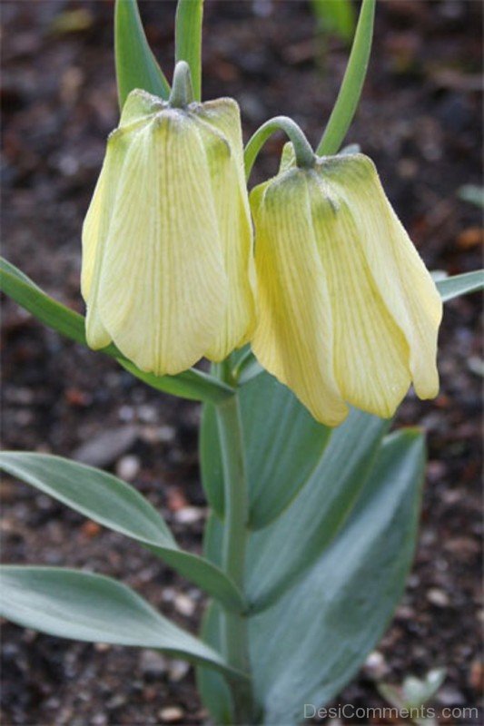 Fritillaria Pallidiflora Flowers Photo