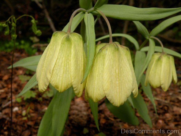 Fritillaria Pallidiflora Flowers Picture