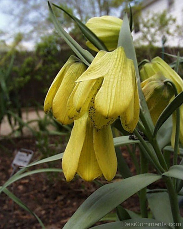 Fritillaria Pallidiflora Image